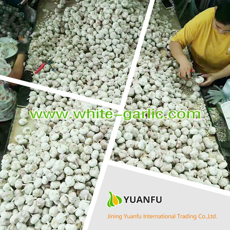 garlic exporters
